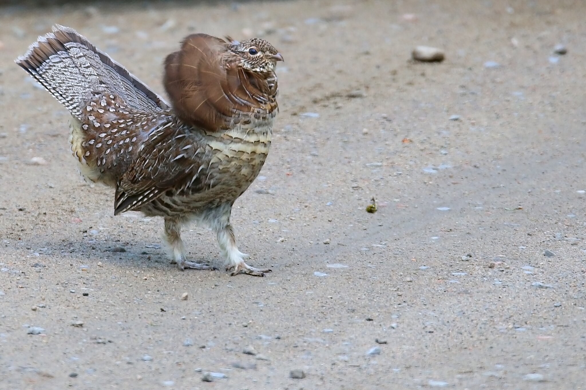 Gélinottes et semblables