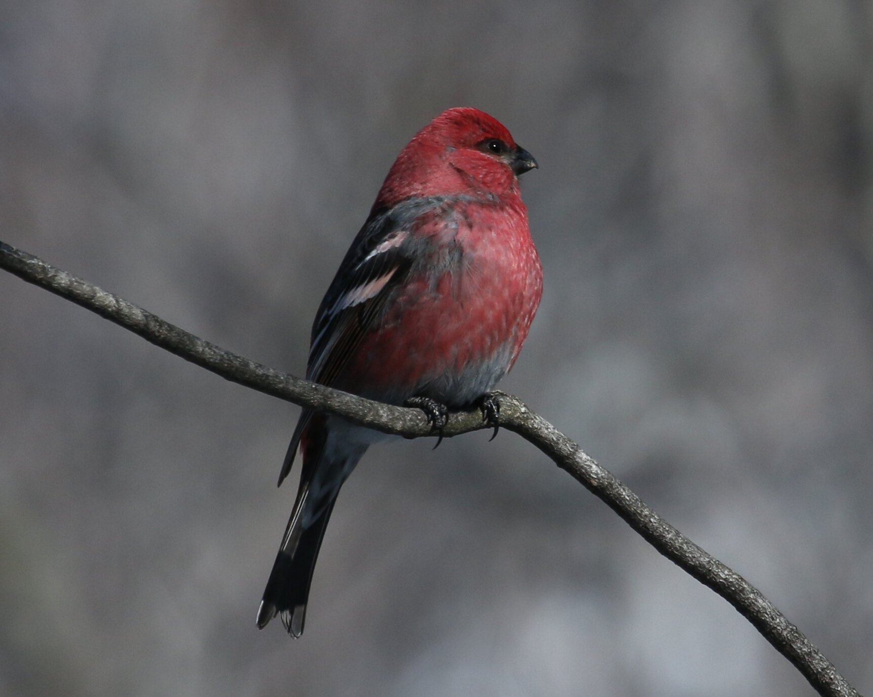Oiseaux très colorés
