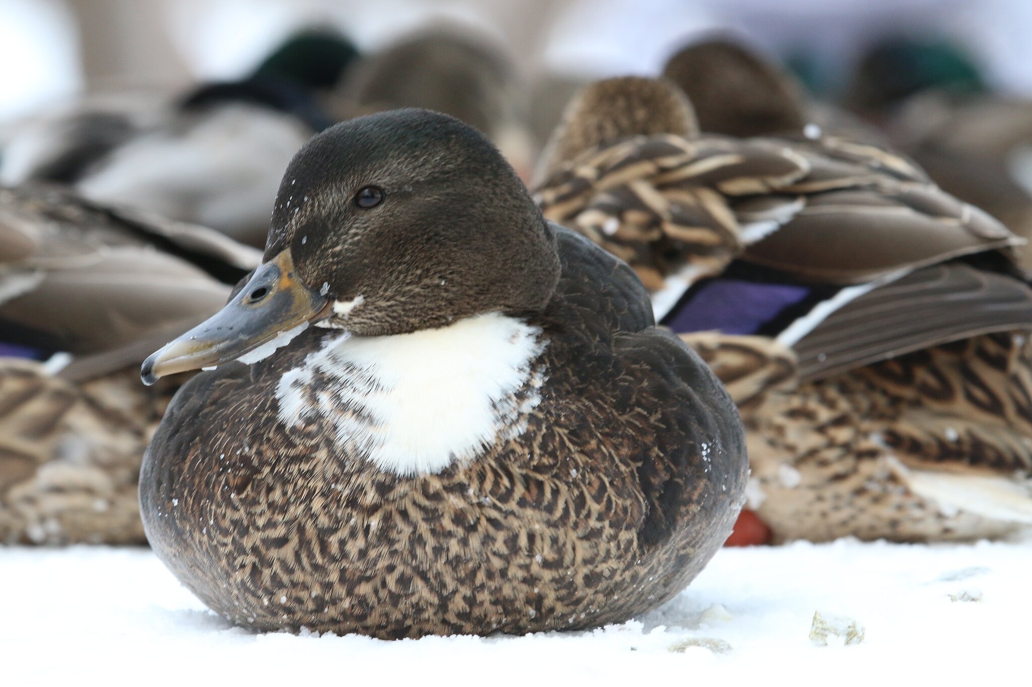 Canards et semblables