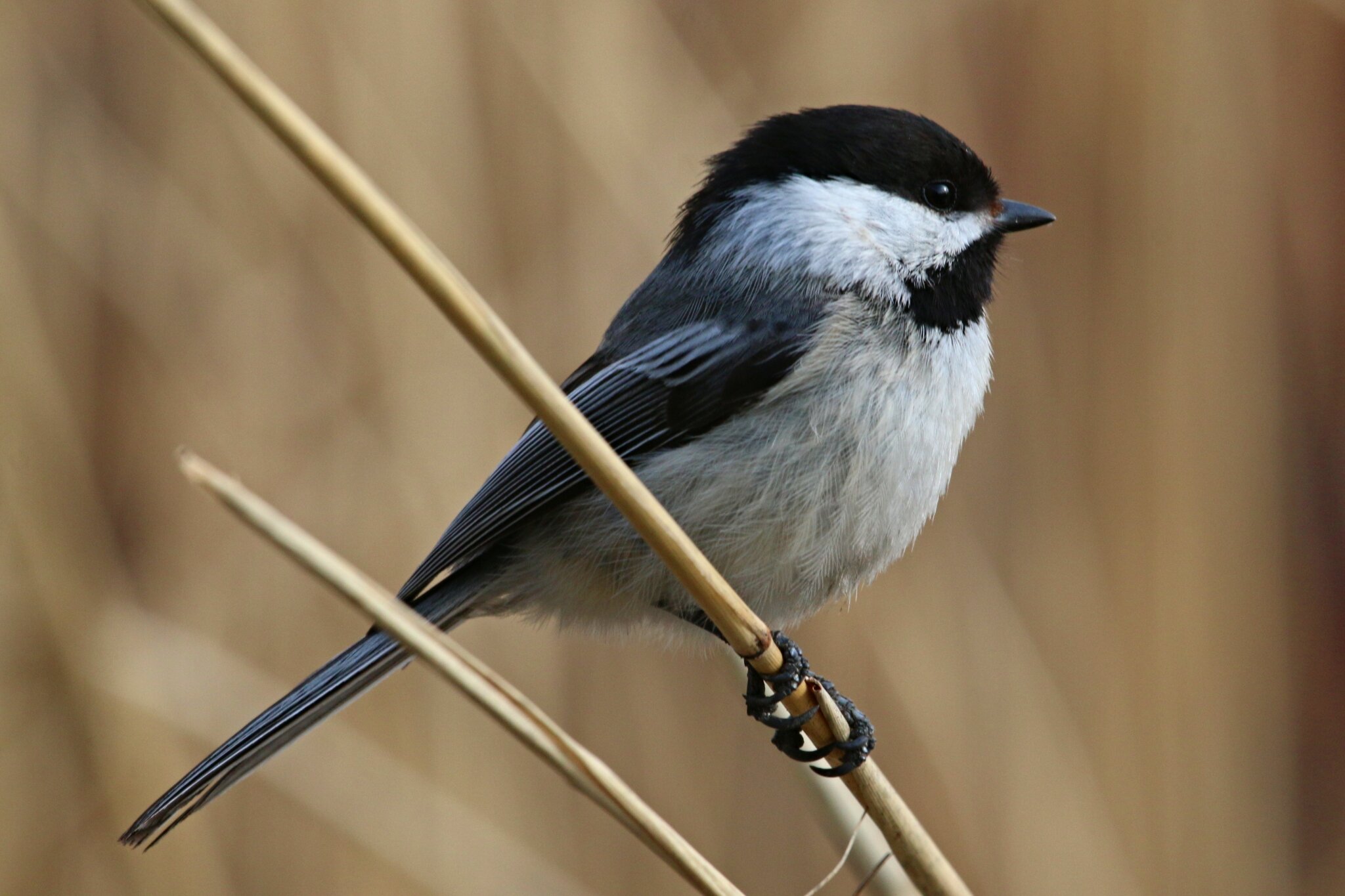 Oiseaux de mangeoires
