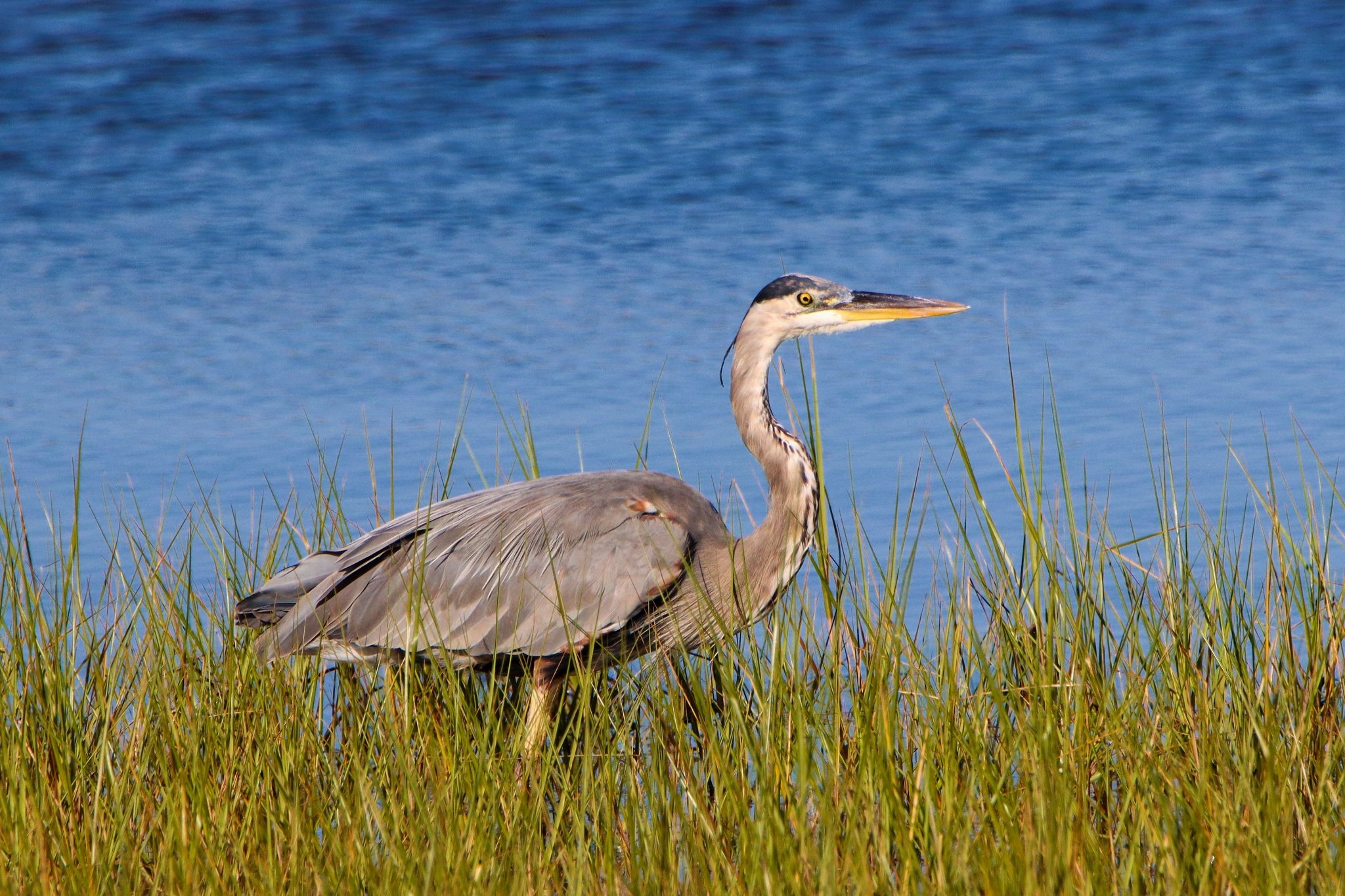 Hérons et semblables