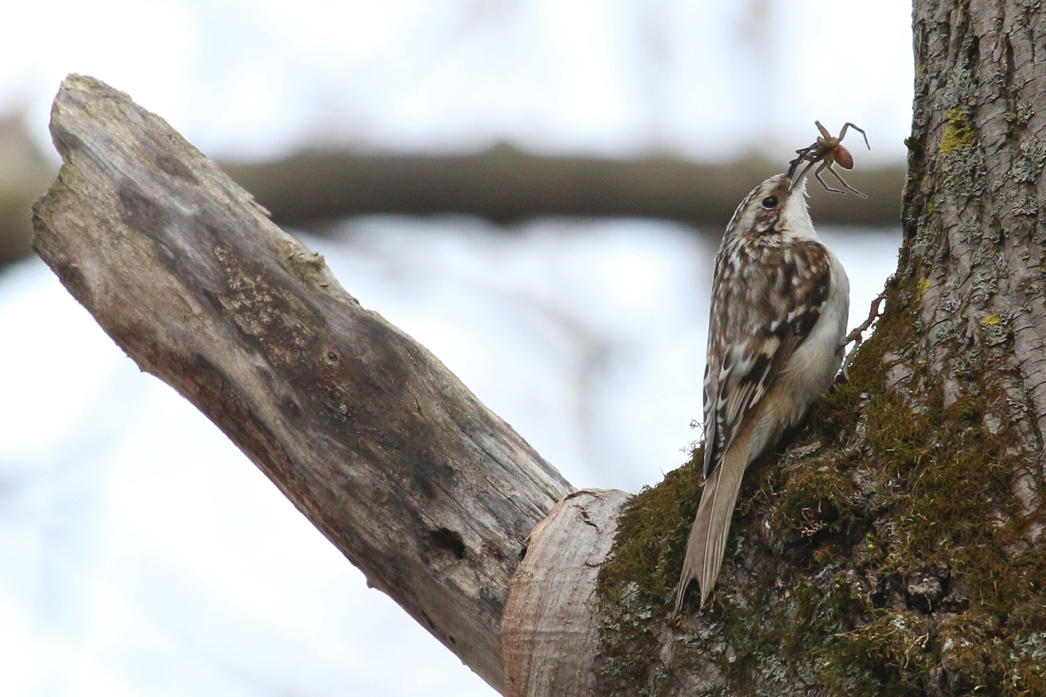 Passereaux insectivores