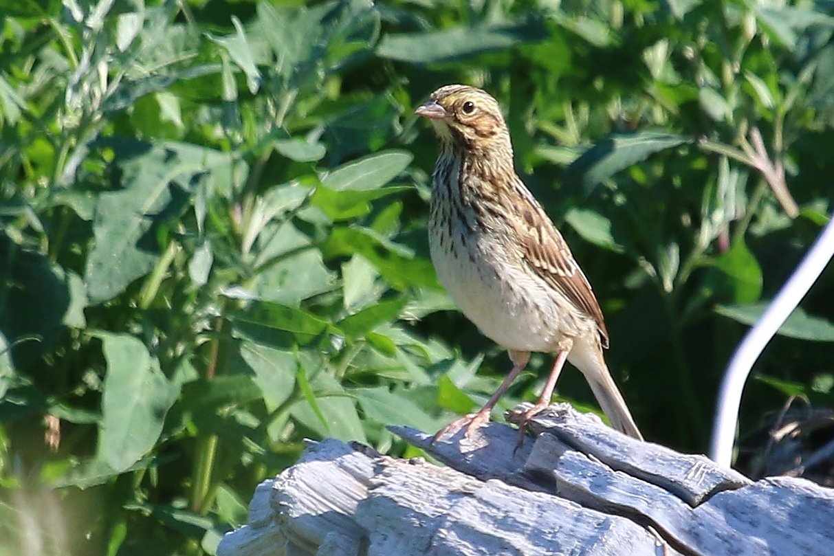 Bruants et semblables
