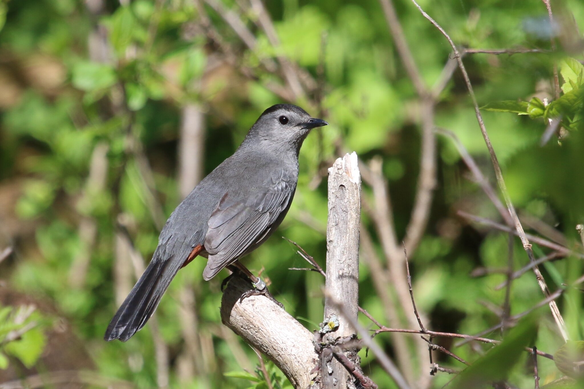 Quelques oiseaux non classés