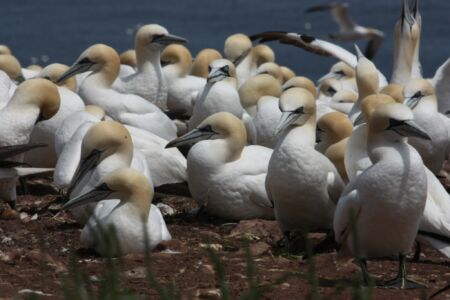 Oiseaux de mer