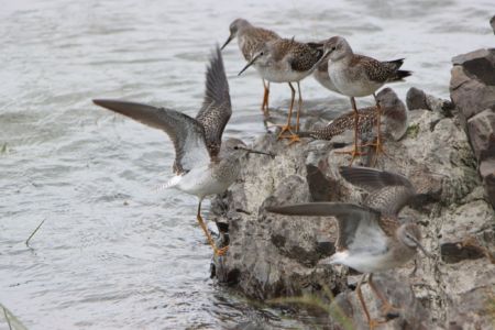 Oiseaux de rivage