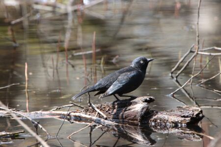 Oiseaux noirs