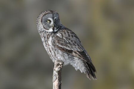 Oiseaux nocturnes
