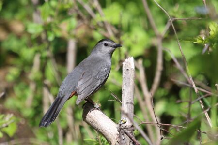 Quelques oiseaux non classés