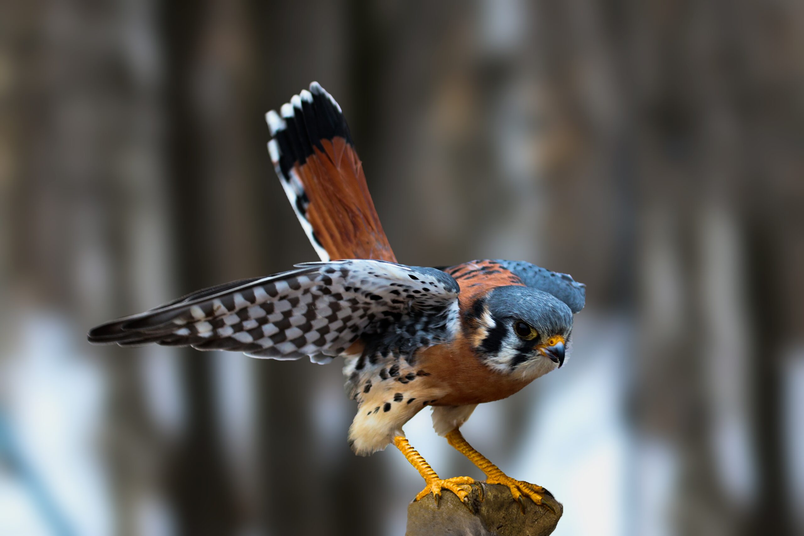 Crécerelle d'Amérique