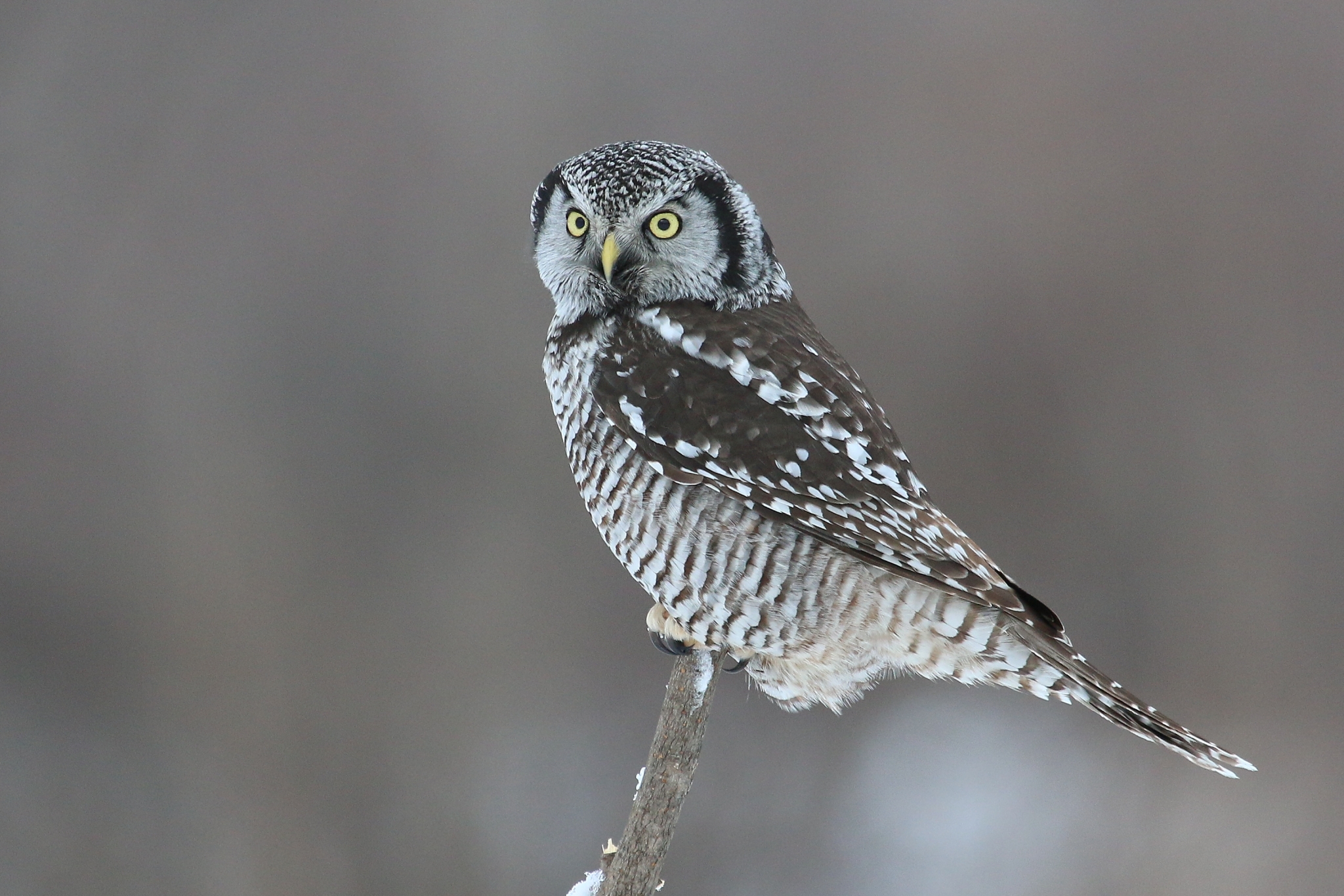 Chouette épervière