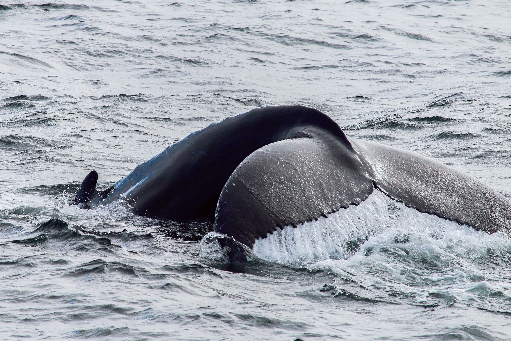 La baleine à bosse