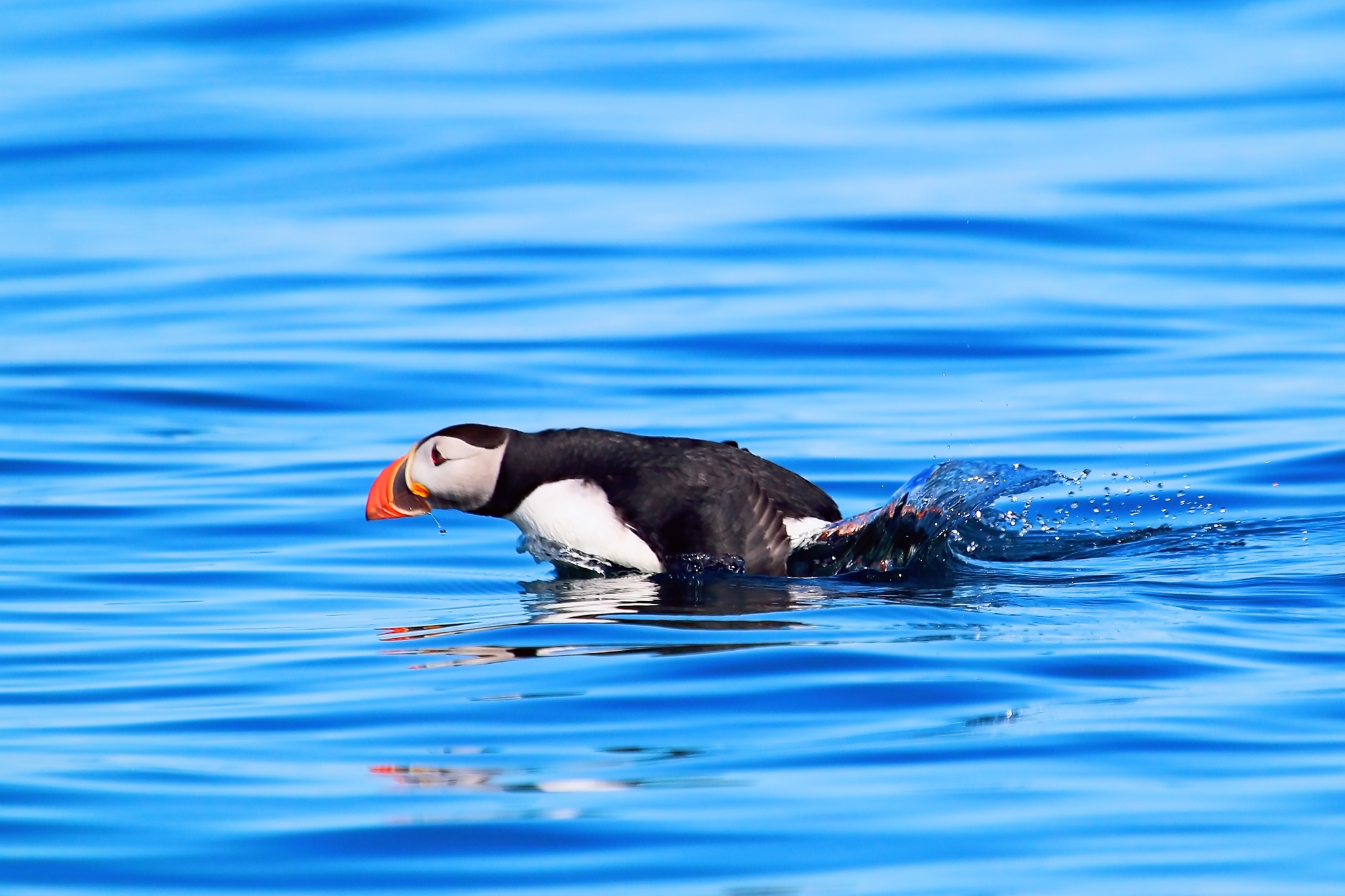 L'envol du macareux moine