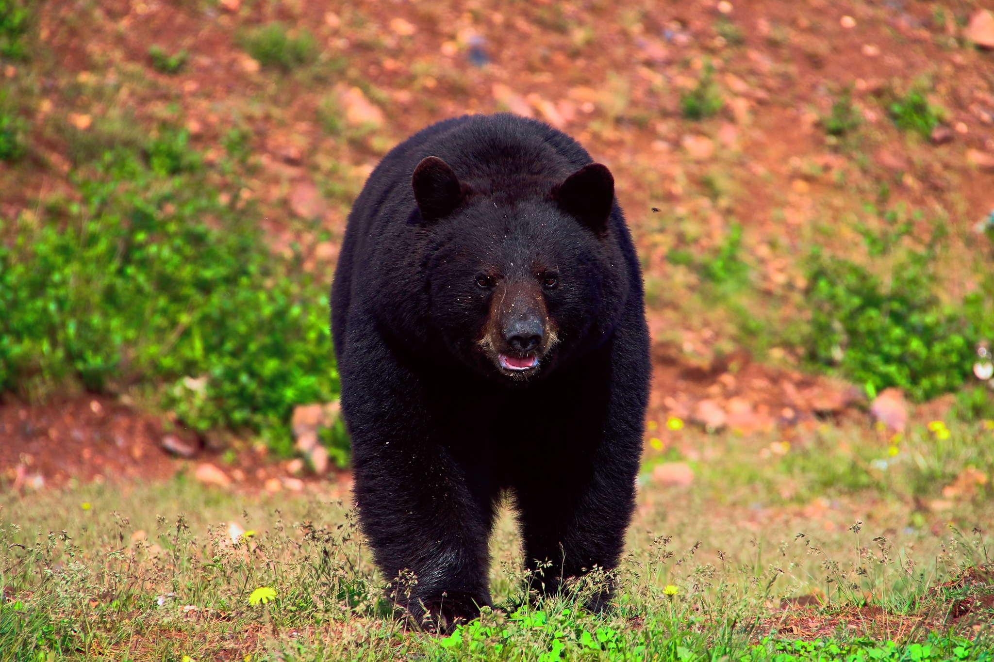 Ours de Shefferville