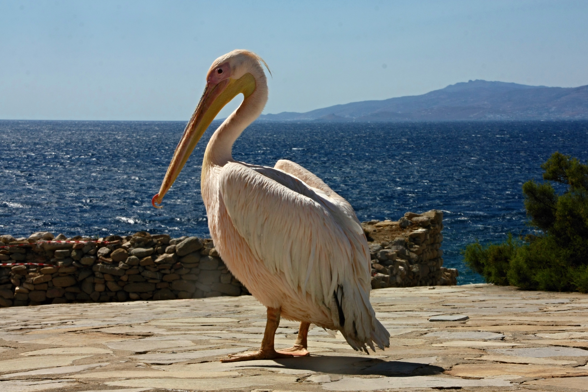 Petros le pélican, Mykonos, Grèce